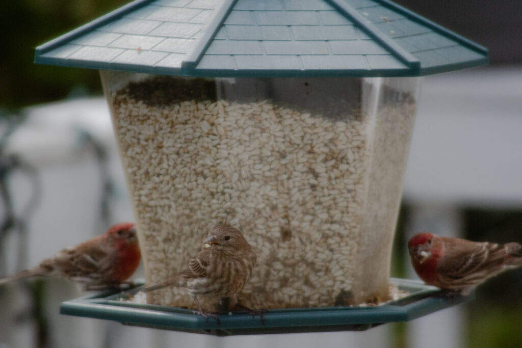 Three birds on a bird feeder