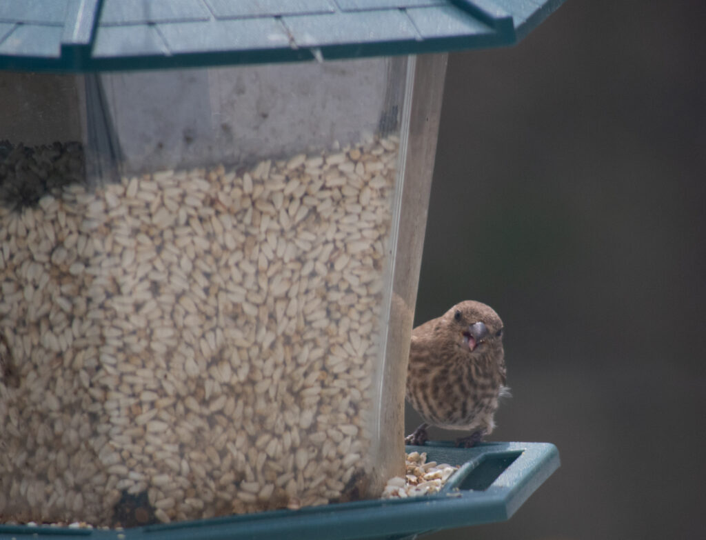 Bird peeking around a bird feeder